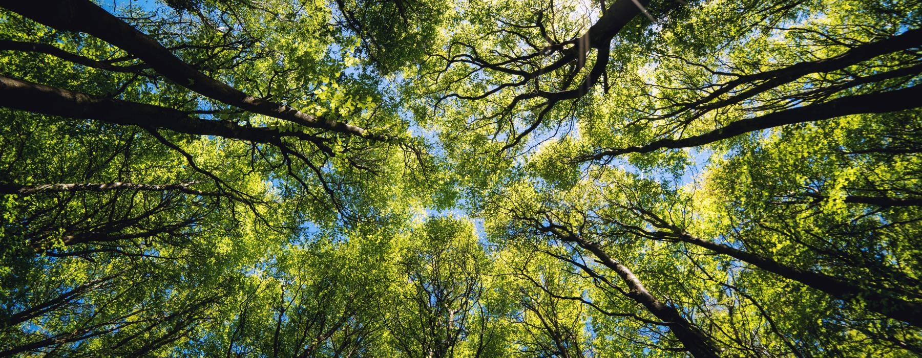 looking up at trees and blue sky